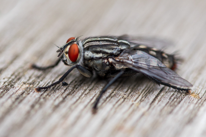 僵尸乐园论坛 僵尸乐园论坛